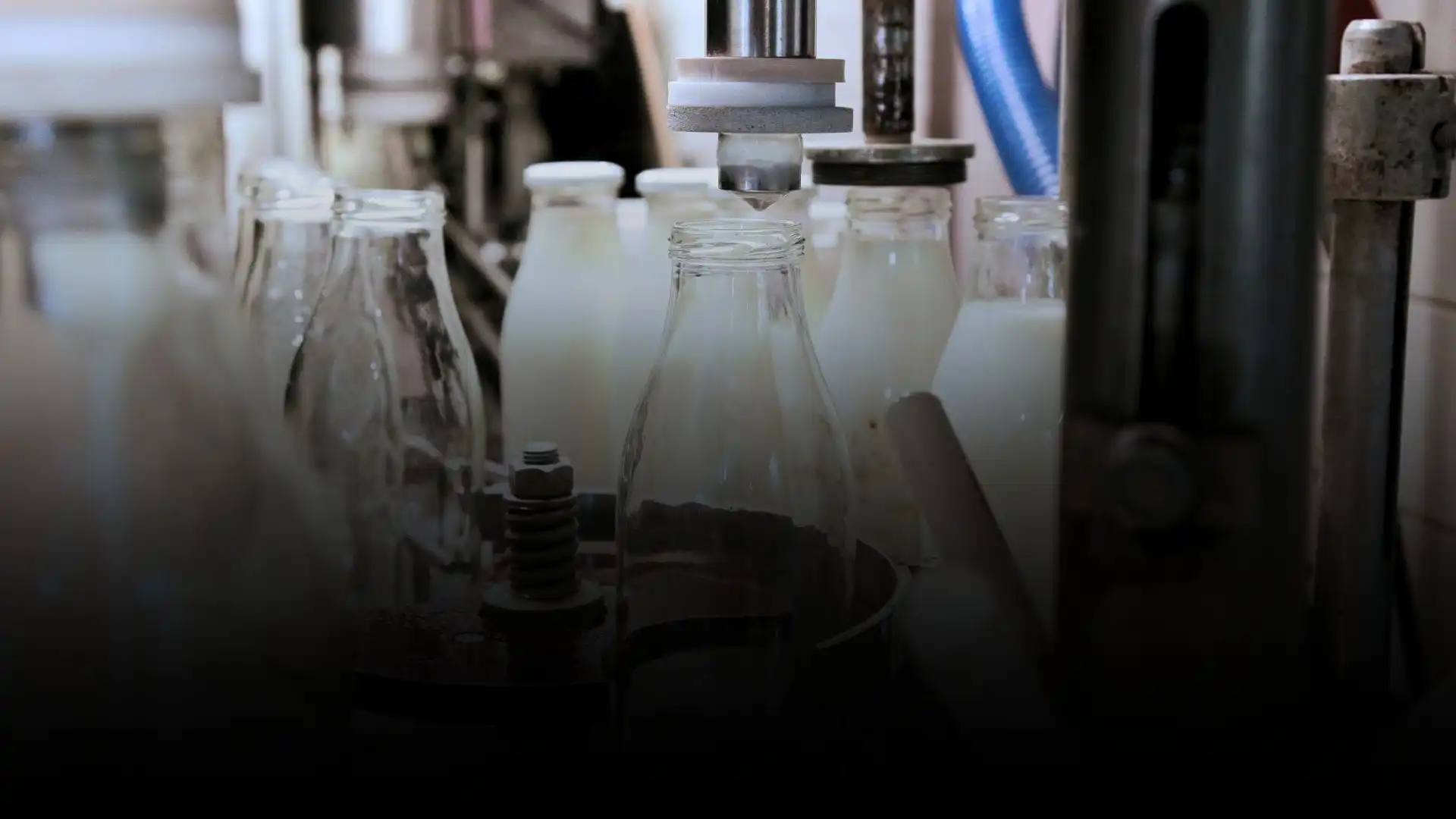 Industrial milk bottling line in a dairy factory using steam sterilization technology